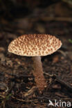 Fijnschubbige parasolzwam (Lepiota echinacea)