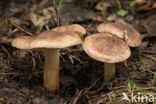 Populierridderzwam (Tricholoma populinum)