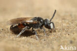 Grote spitstandbloedbij (Sphecodes puncticeps)