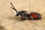 Dikkopbloedbij (Sphecodes monilicornis)