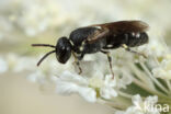 Hylaeus punctatus