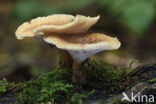 Franjeporiezwam (Polyporus tuberaster)