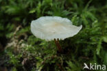 Goblet Parachute (Marasmiellus vaillantii)