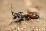 Gewone dwergbloedbij (Sphecodes miniatus)