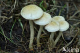 Sticky Scalycap (Pholiota gummosa)