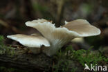 Pale Oyster (Pleurotus pulmonarius)