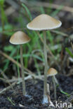 Psathyrella pseudogracilis