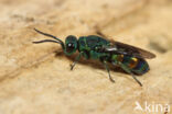 Chrysis equestris