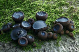 Black jelly drops (Bulgaria inquinans)