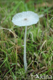 Hare sfoot Inkcap (Coprinus lagopus)