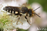 Coelioxys conoidea