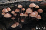 Burgundydrop bonnet (Mycena haematopus)