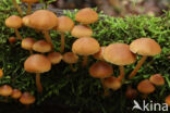 Common stump Brittlestem (Psathyrella piluliformis)