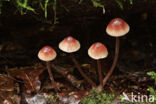 Burgundydrop bonnet (Mycena haematopus)