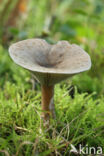 Geribbelde trechterzwam (Clitocybe costata)