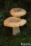 Zwavelmelkzwam (Lactarius chrysorrheus)