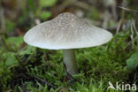 Tricholoma scalpturatum