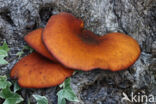 Omphalotus olearius