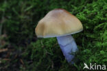 Wrinkled Webcap (Cortinarius lividoochraceus)