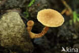 Felted Twiglet (Tubaria conspersa)