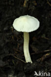 Satijnvezelkop (Inocybe geophylla)