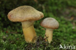 Knolhoningzwam (Armillaria lutea)