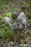 Mycena galopus var. nigra