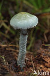 Blue Toadstool (Psilocybe caerulea)