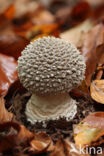 Grey Spotted Amanita (Amanita excelsa)