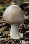 Stubby Rosegill (Volvariella gloiocephala)