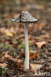 Pleated Inkcap (Coprinus picaceus)