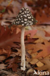 Pleated Inkcap (Coprinus picaceus)