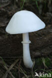 White Dapperling (Leucoagaricus leucothites)