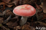 Stevige braakrussula (Russula mairei)