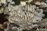 Witte tandzwam (Schizopora paradoxa)