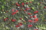 Gewoon meniezwammetje (Nectria cinnabarina)