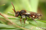 Gedrongen wespbij (Nomada guttulata)