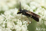 Moerasmaskerbij (Hylaeus pfankuchi)