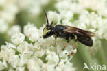 Moerasmaskerbij (Hylaeus pfankuchi)