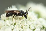 Moerasmaskerbij (Hylaeus pfankuchi)