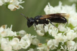 Moerasmaskerbij (Hylaeus pfankuchi)