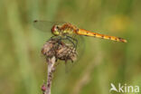 Eurasian red dragonfly (Sympetrum depressiusculum)