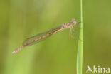 Siberian winter Damselfly (Sympecma paedisca)