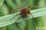 Great Raft Spider (Dolomedes plantarius)