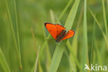 Large Copper (Lycaena dispar)