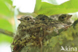 Grauwe Vliegenvanger (Muscicapa striata)