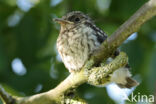 Grauwe Vliegenvanger (Muscicapa striata)