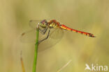 Eurasian red dragonfly (Sympetrum depressiusculum)