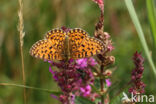 Small Pearl-Bordered Fritillary (Boloria selene)