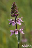 Moerasandoorn (Stachys palustris)